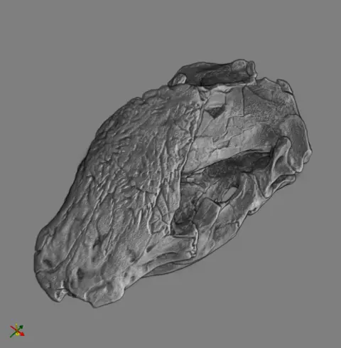 spathorhynchus