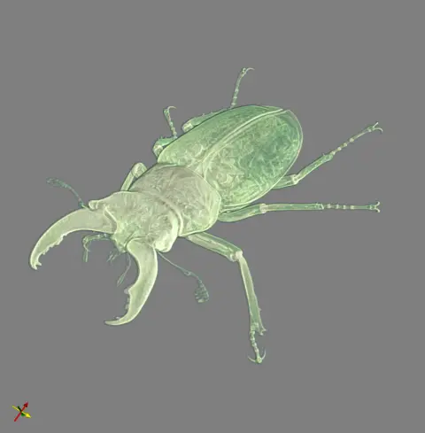 stag_beetle