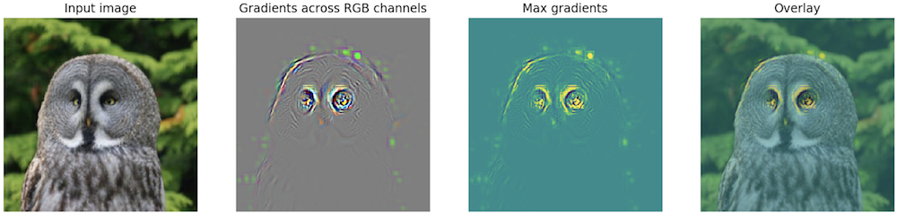 Saliency map of great grey owl in Alexnet