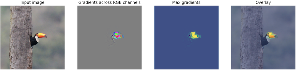 Saliency map of tucan in Alexnet