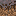 Mushroom Fields