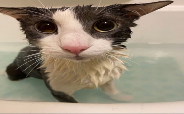 soggy cat