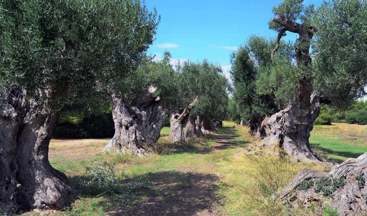 Apulian Olive trees