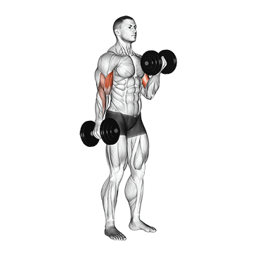 curl halteres alternes