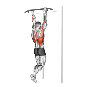 tractions supination
