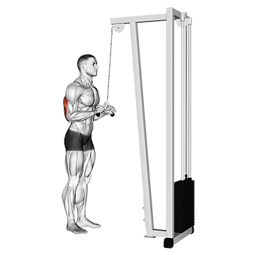 extension triceps poulie