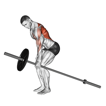 rowing haltere
