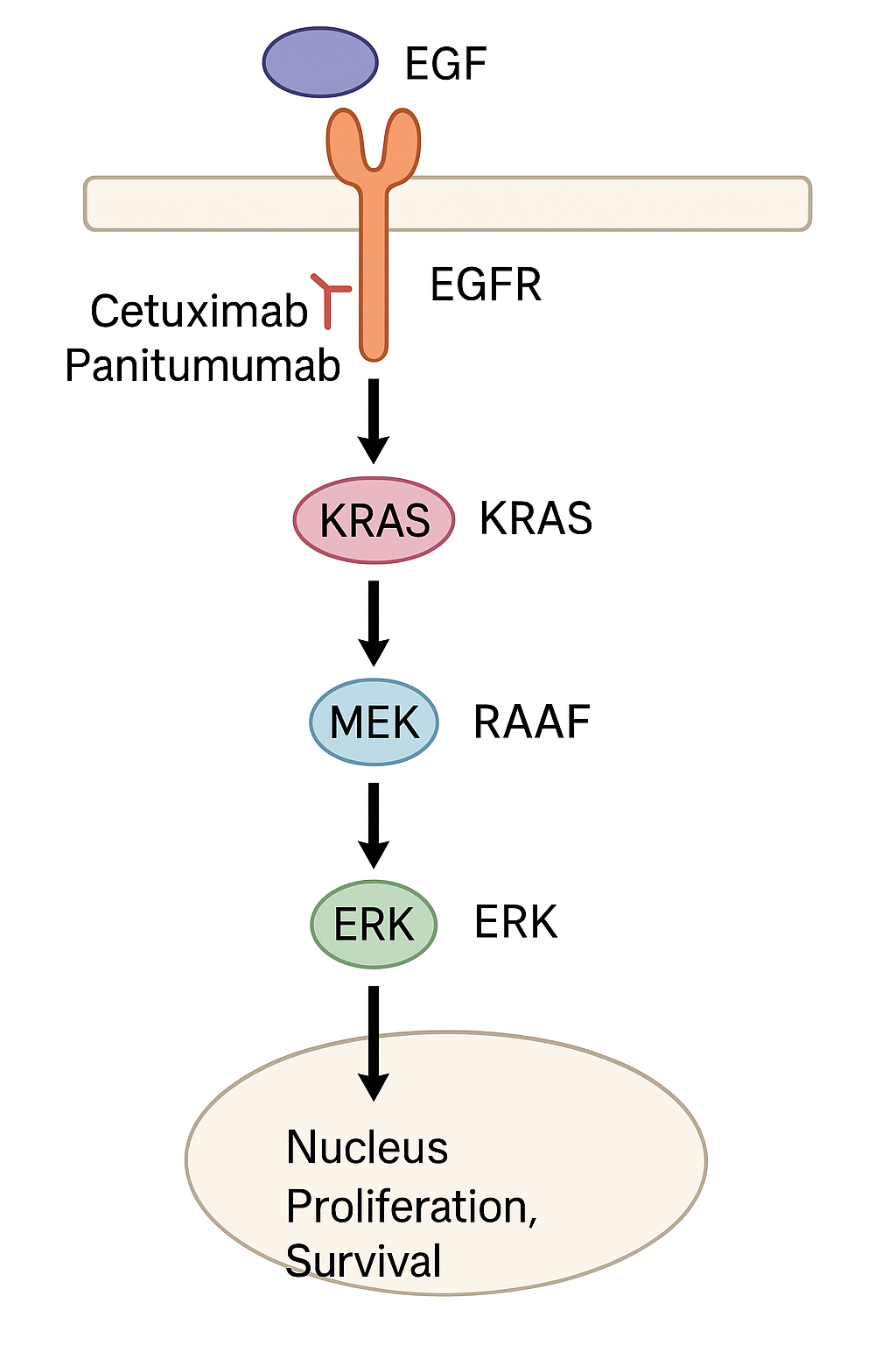 EGFR KRAS Signaling Pathway