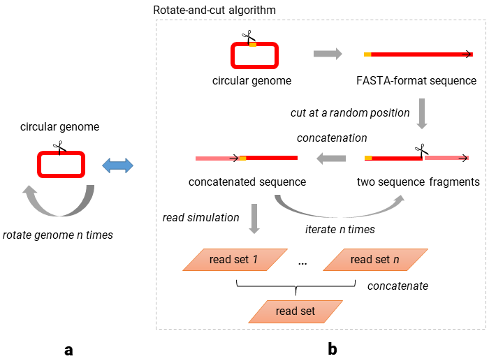 The rotation-and-cut algorithm for read simulation