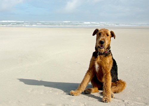 airedale