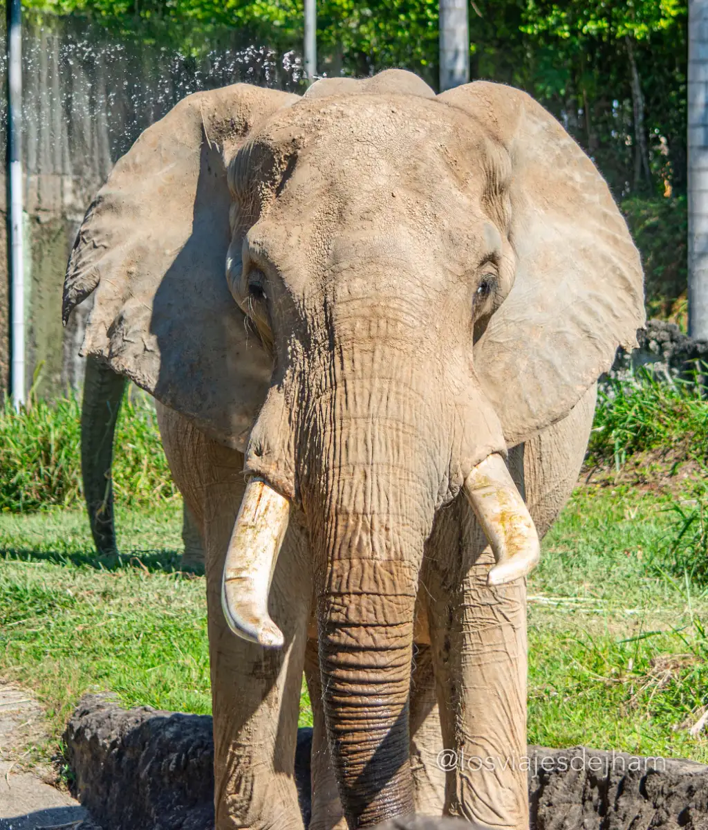 Elefant Kolumbien