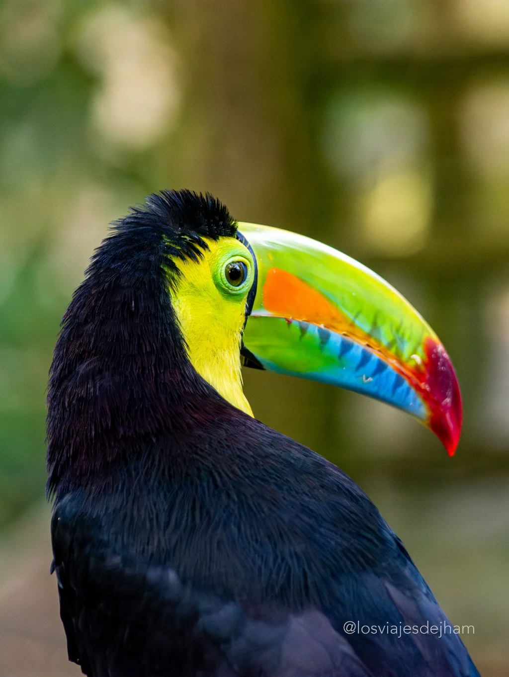 Vögel Ukumarí