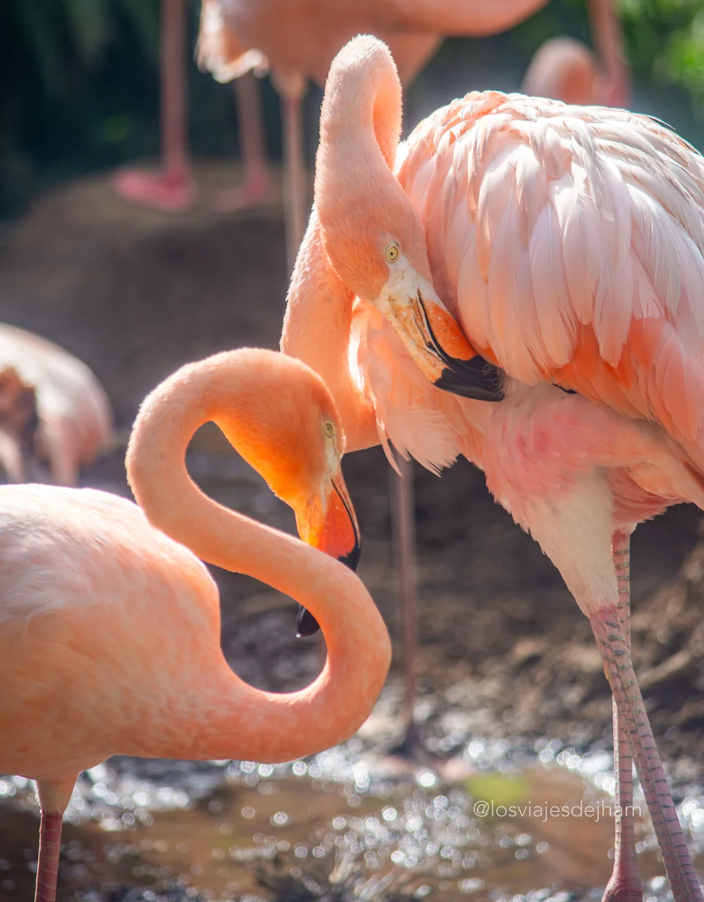 Rosa Flamingo
