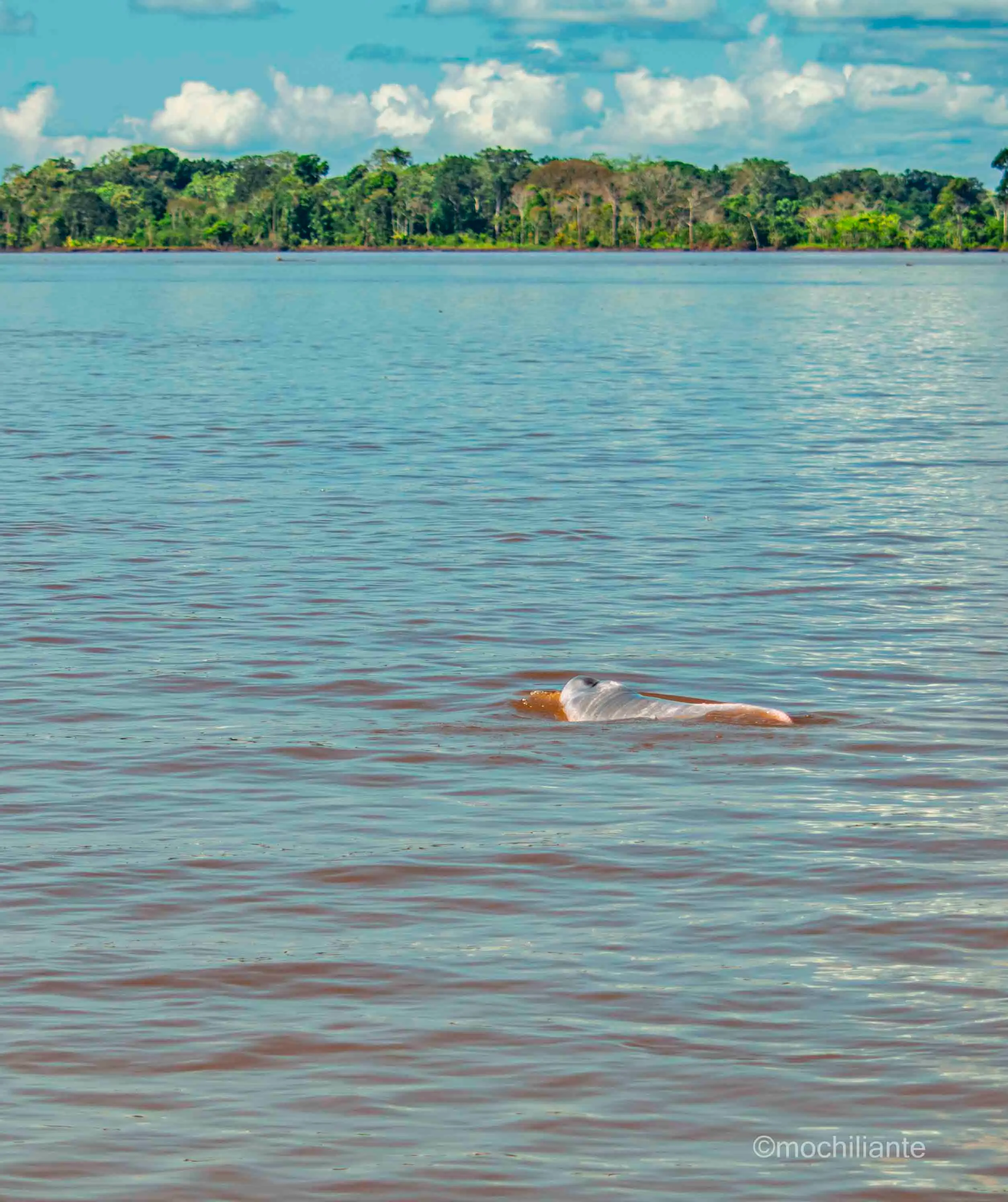 delfin, rio amazonas