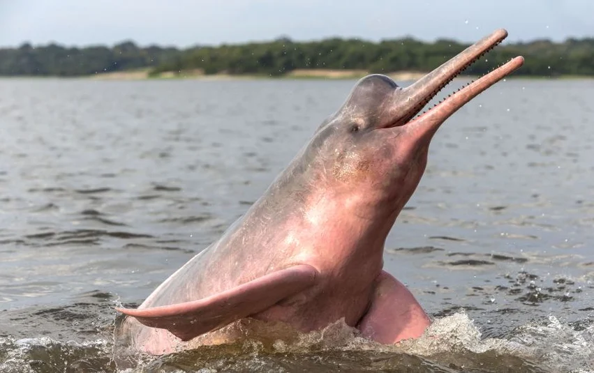 delfin rosado