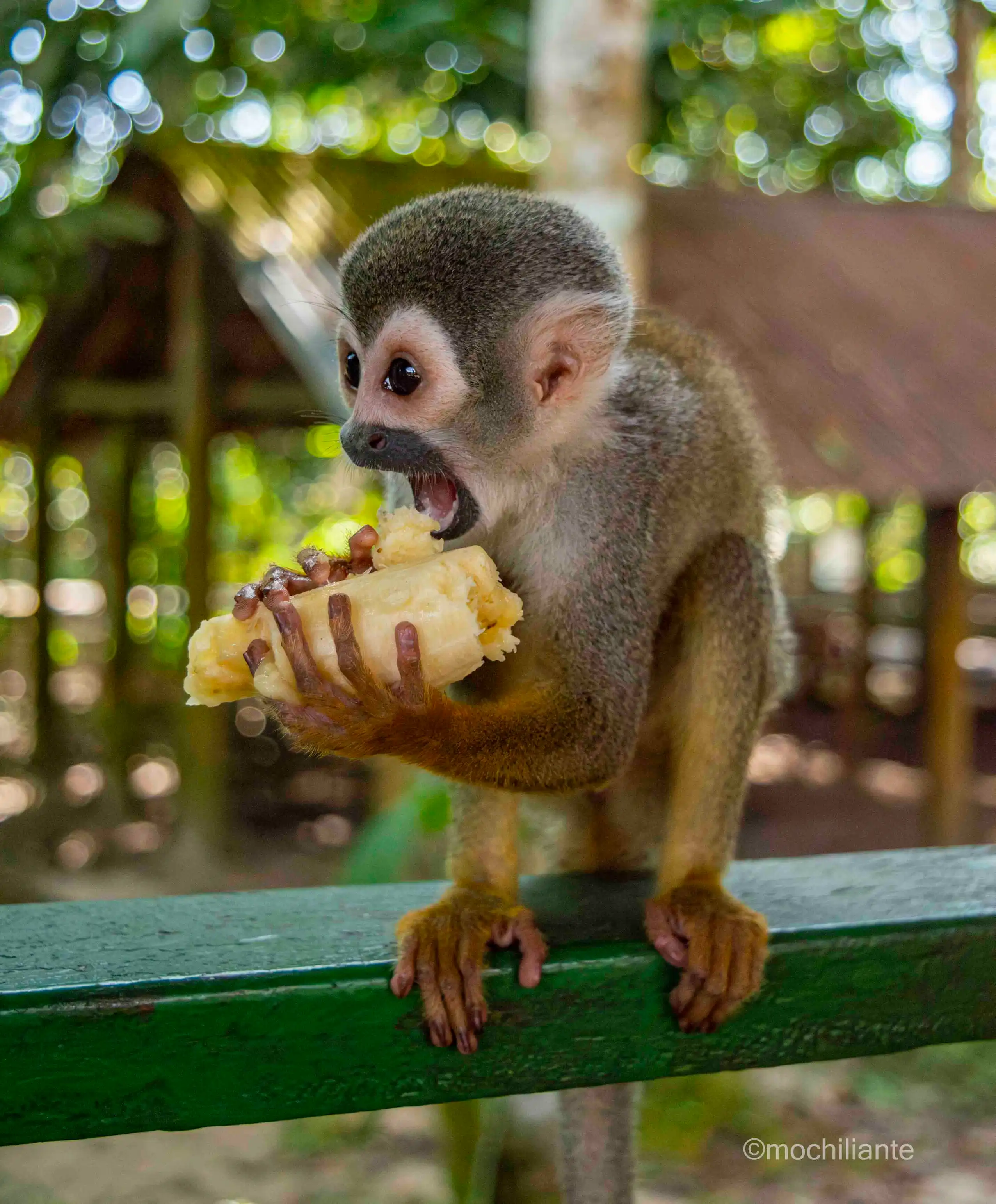 mono ardilla amazonas
