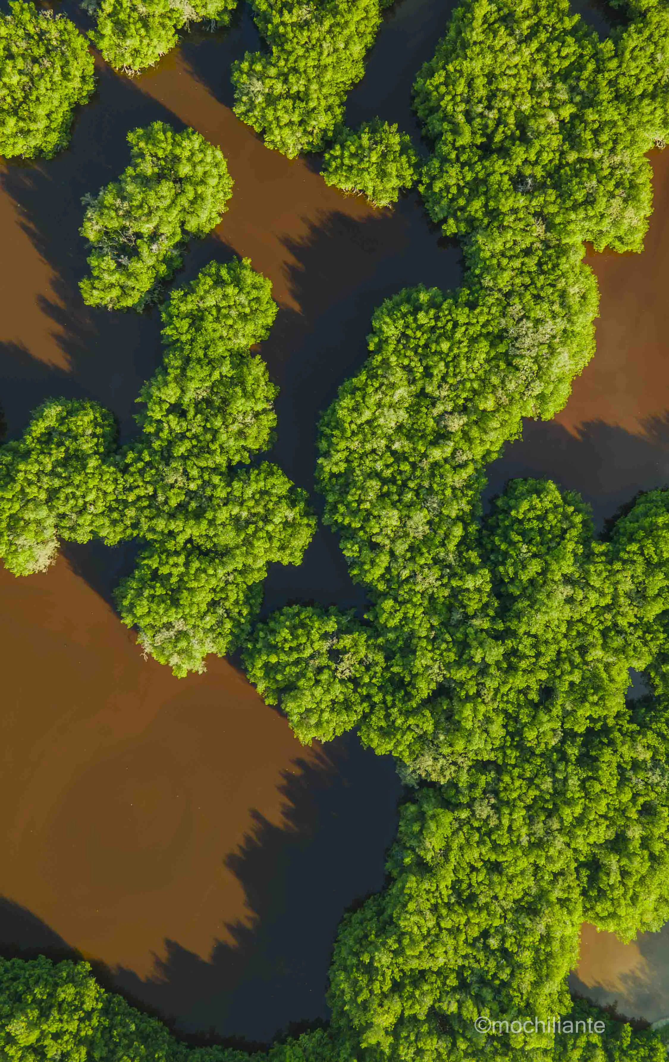 manglares desde el aire