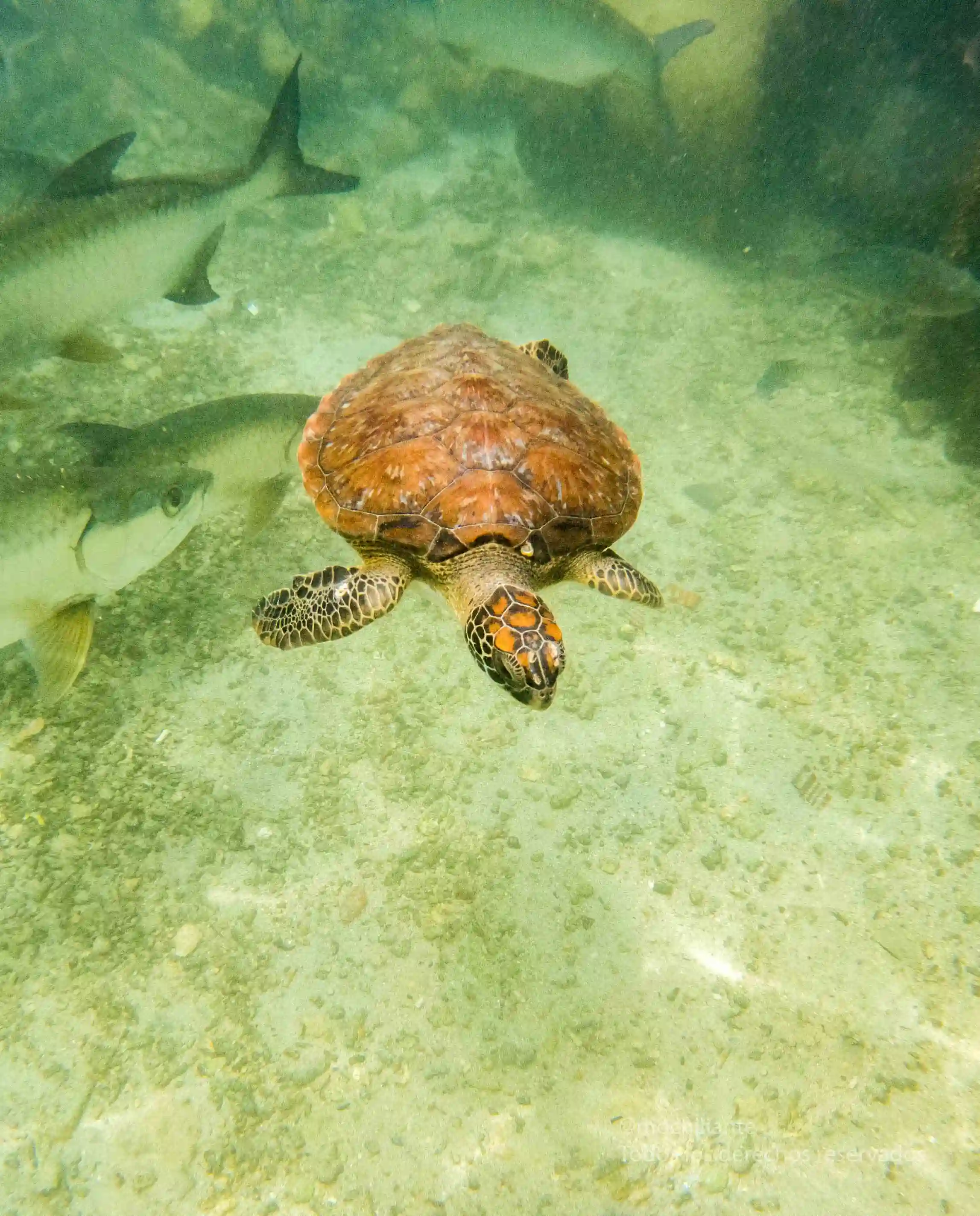 tortuga marina en la isla