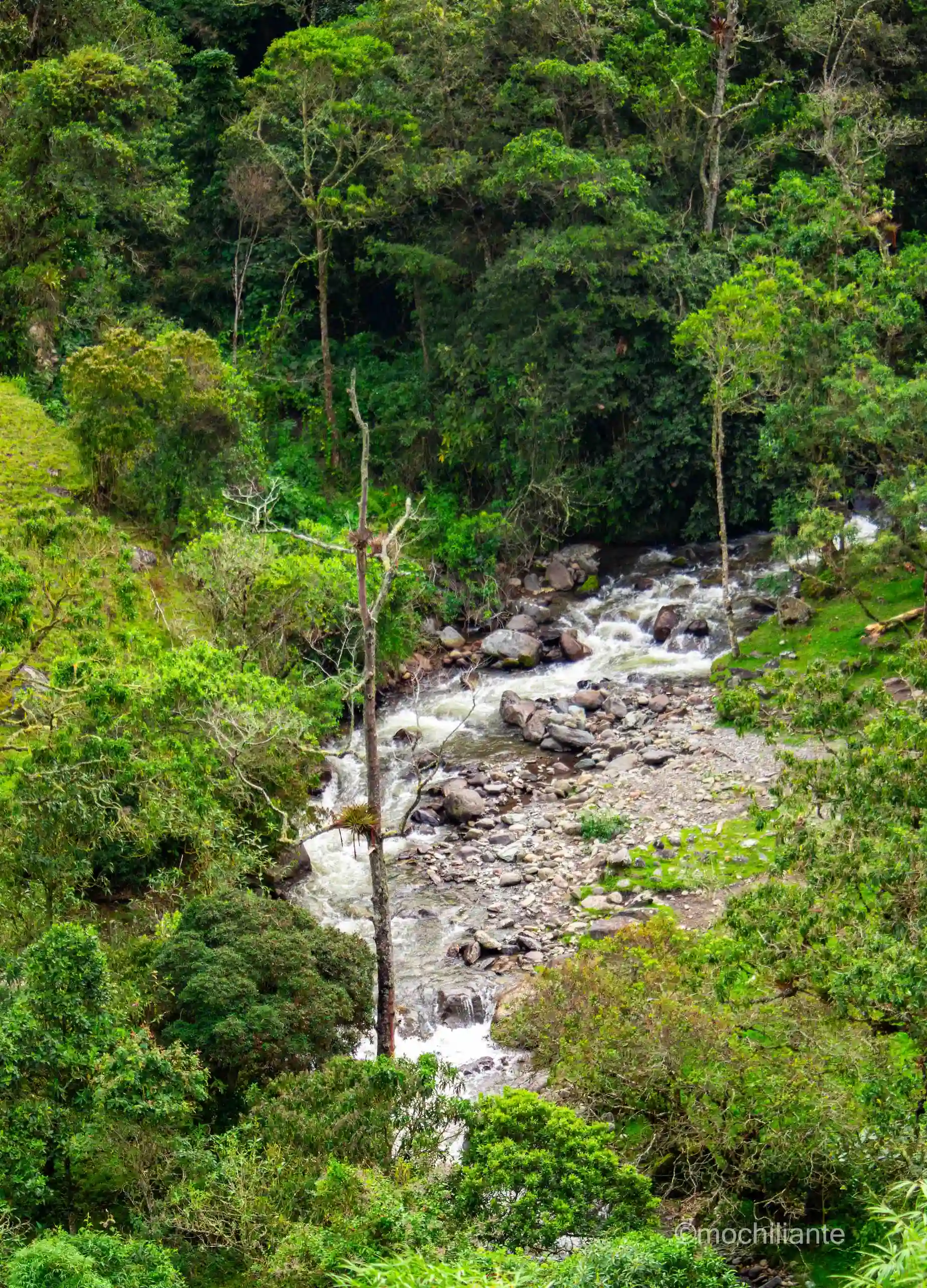 Rio Cocora, valle