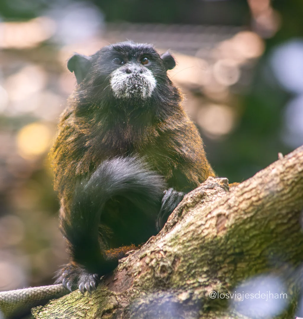 Macacos Zoológico de Cali