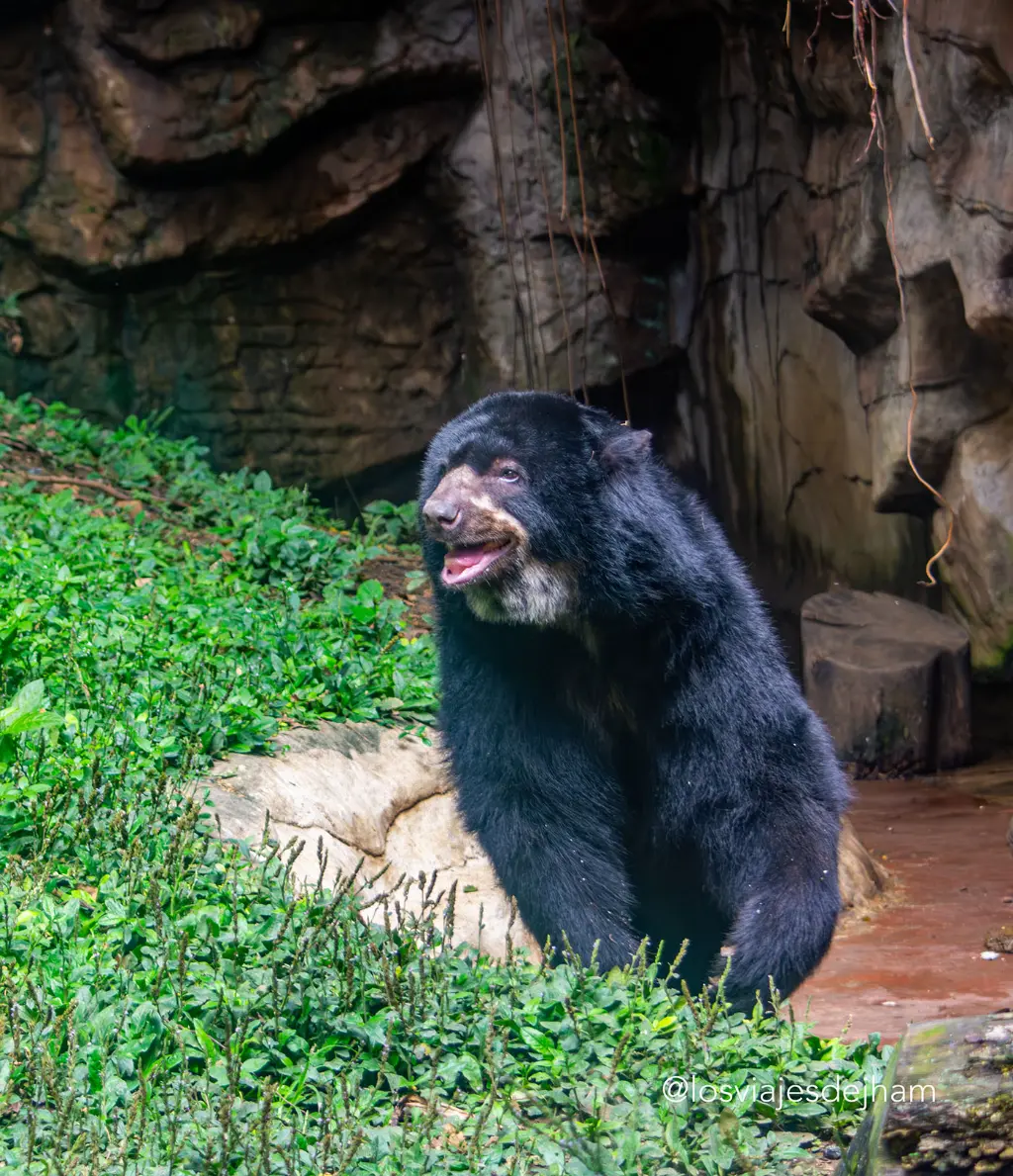 Urso andino