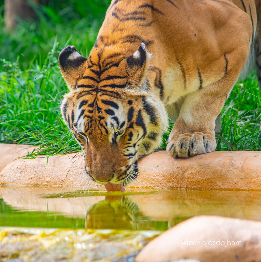 Tigre de bengala