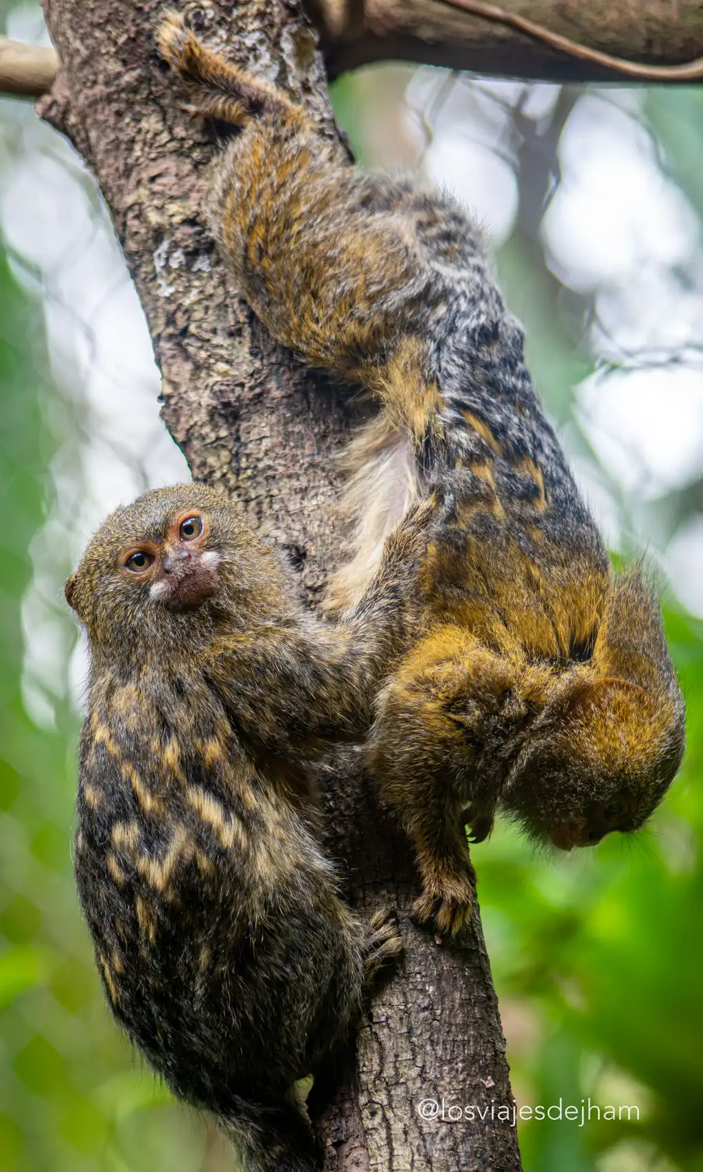 Macaco mais pequeno do mundo