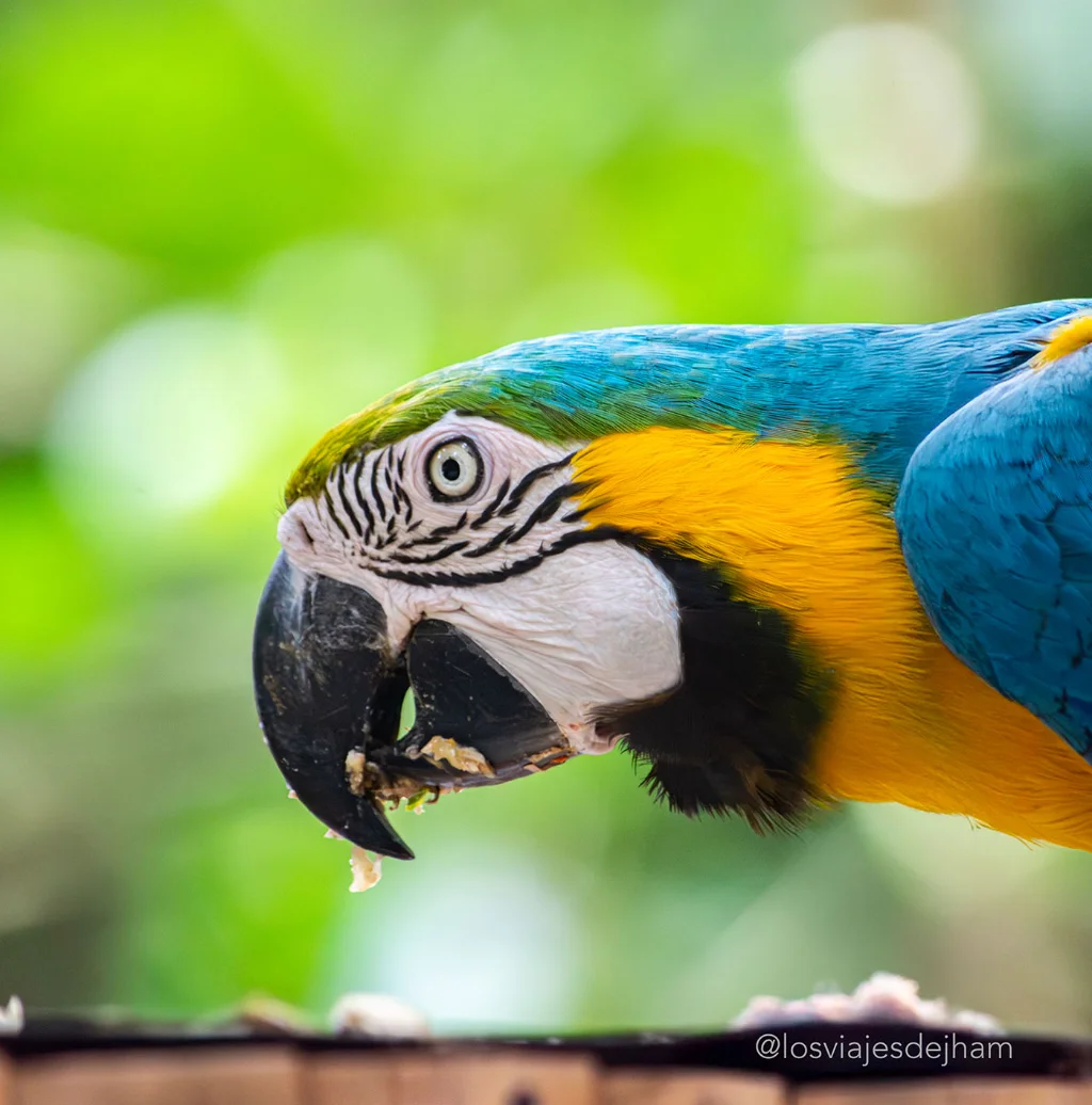Guacamayo azul