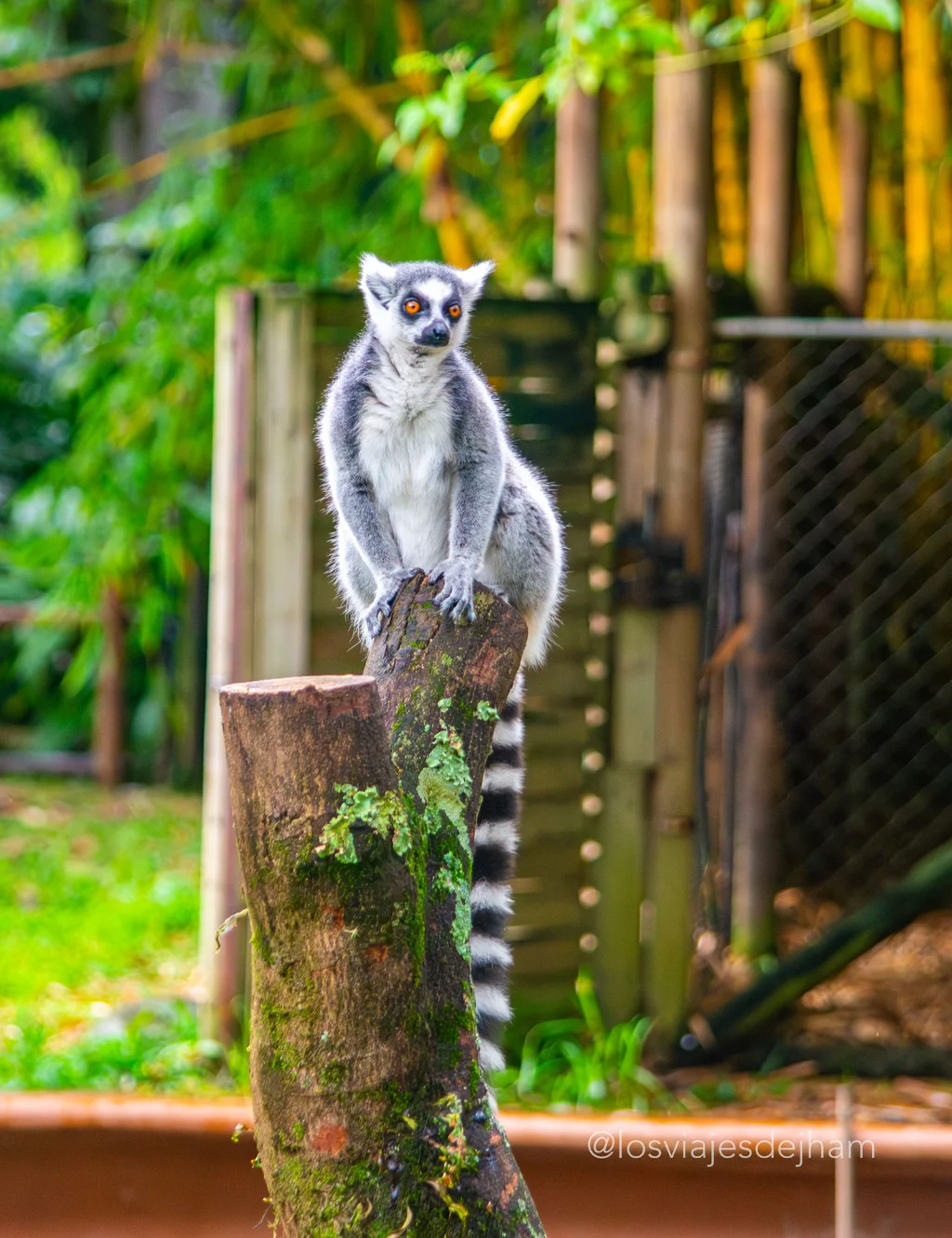 Lêmure zoológico de Cali
