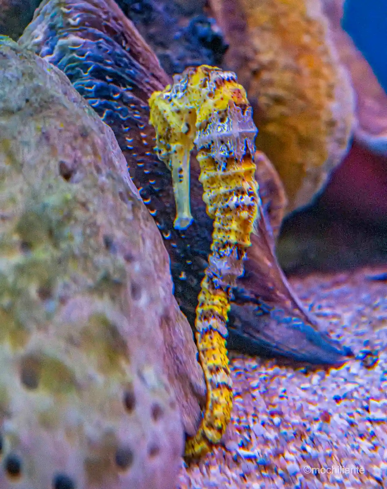 Caballito de Mar Acuario Santa Marta