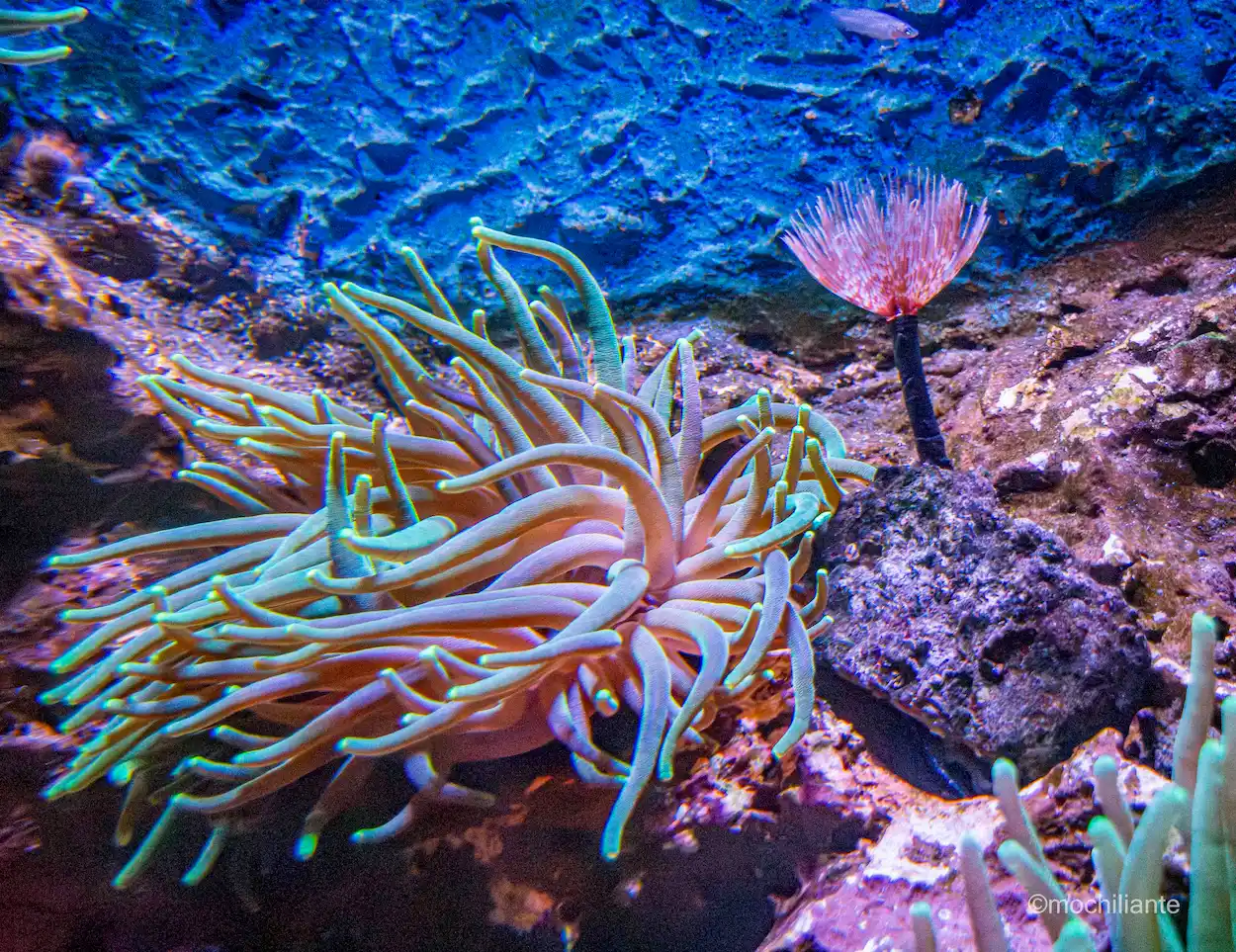 Corales acuario Mundo Marino Santa Marta