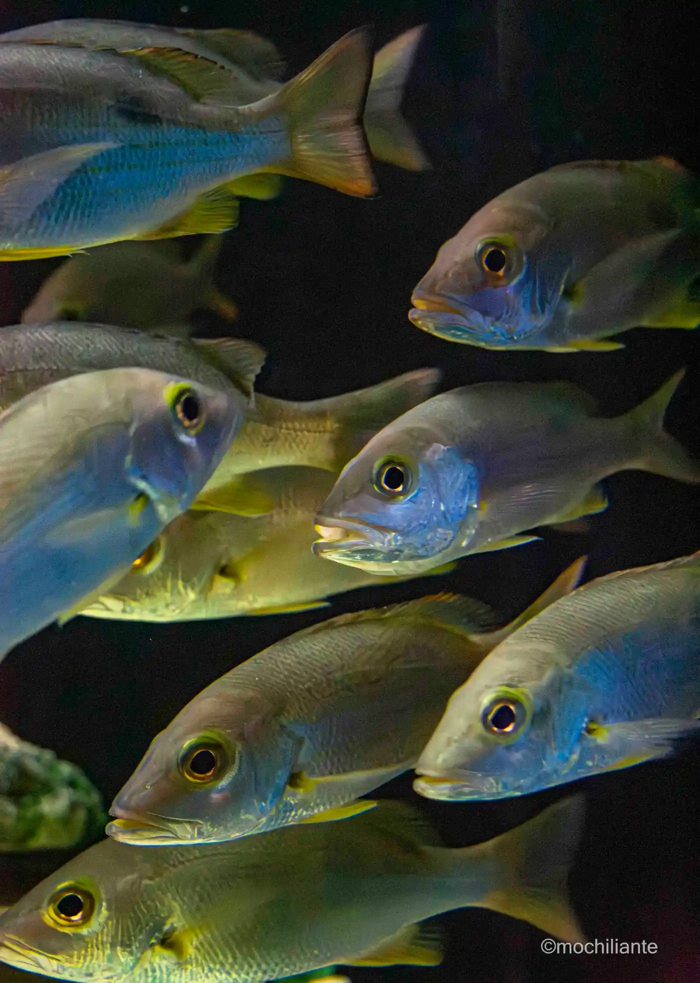 Peces Acuario Santa Marta