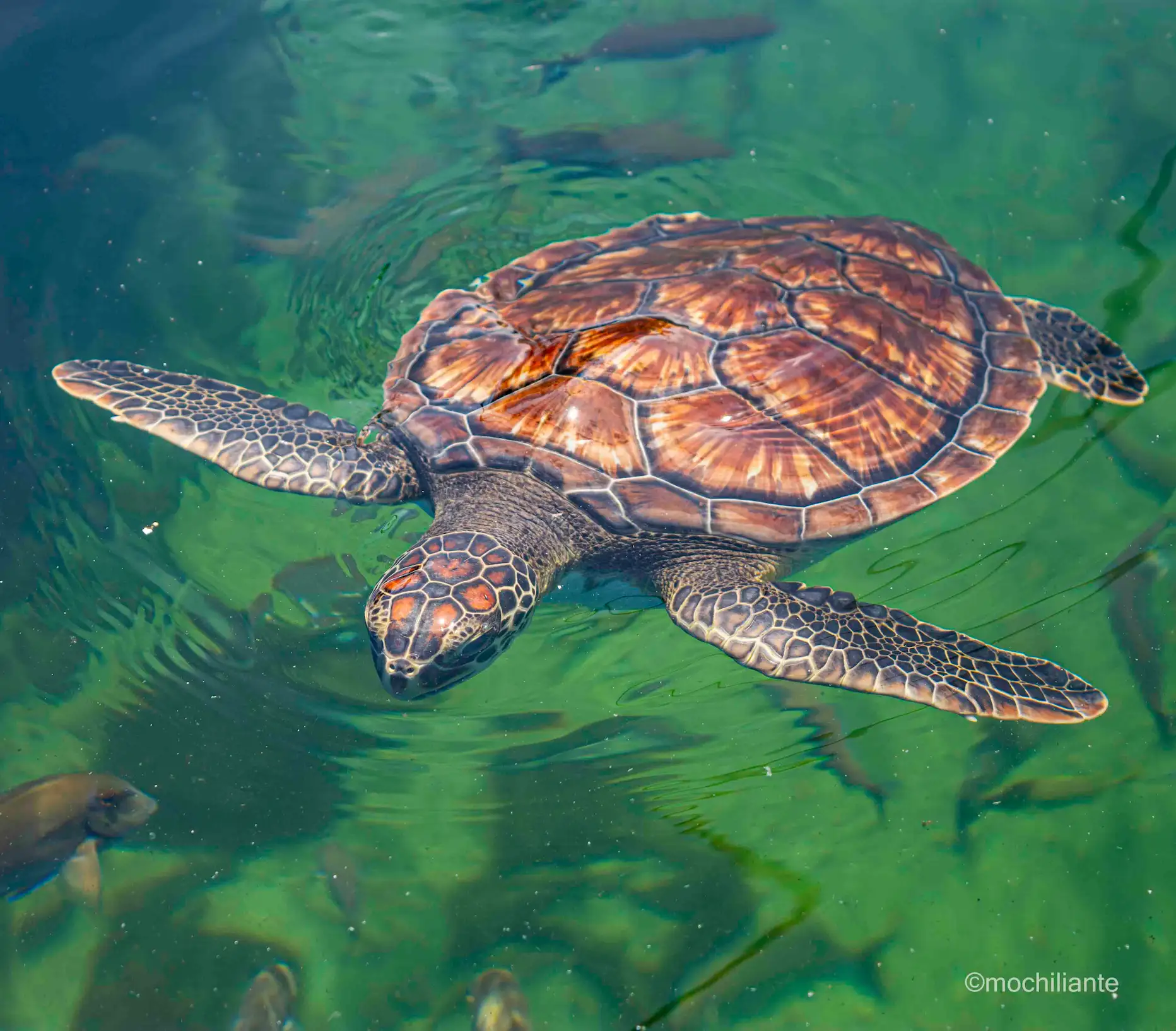 Tortuga acuario Santa Marta