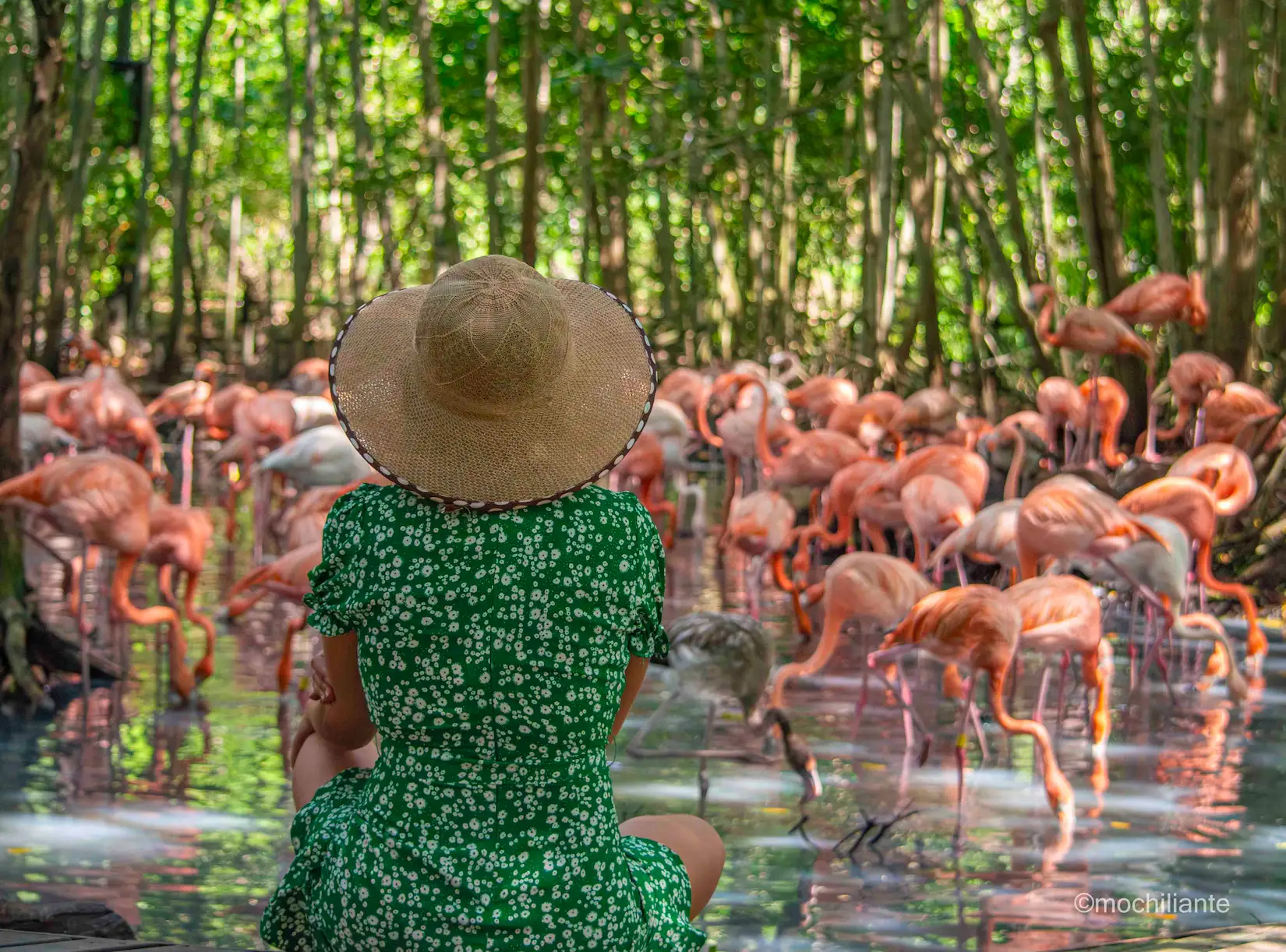 Aviario Nacional de Colombia en Cartagena: Guía completa de viaje, Cómo Llegar y Qué Ver