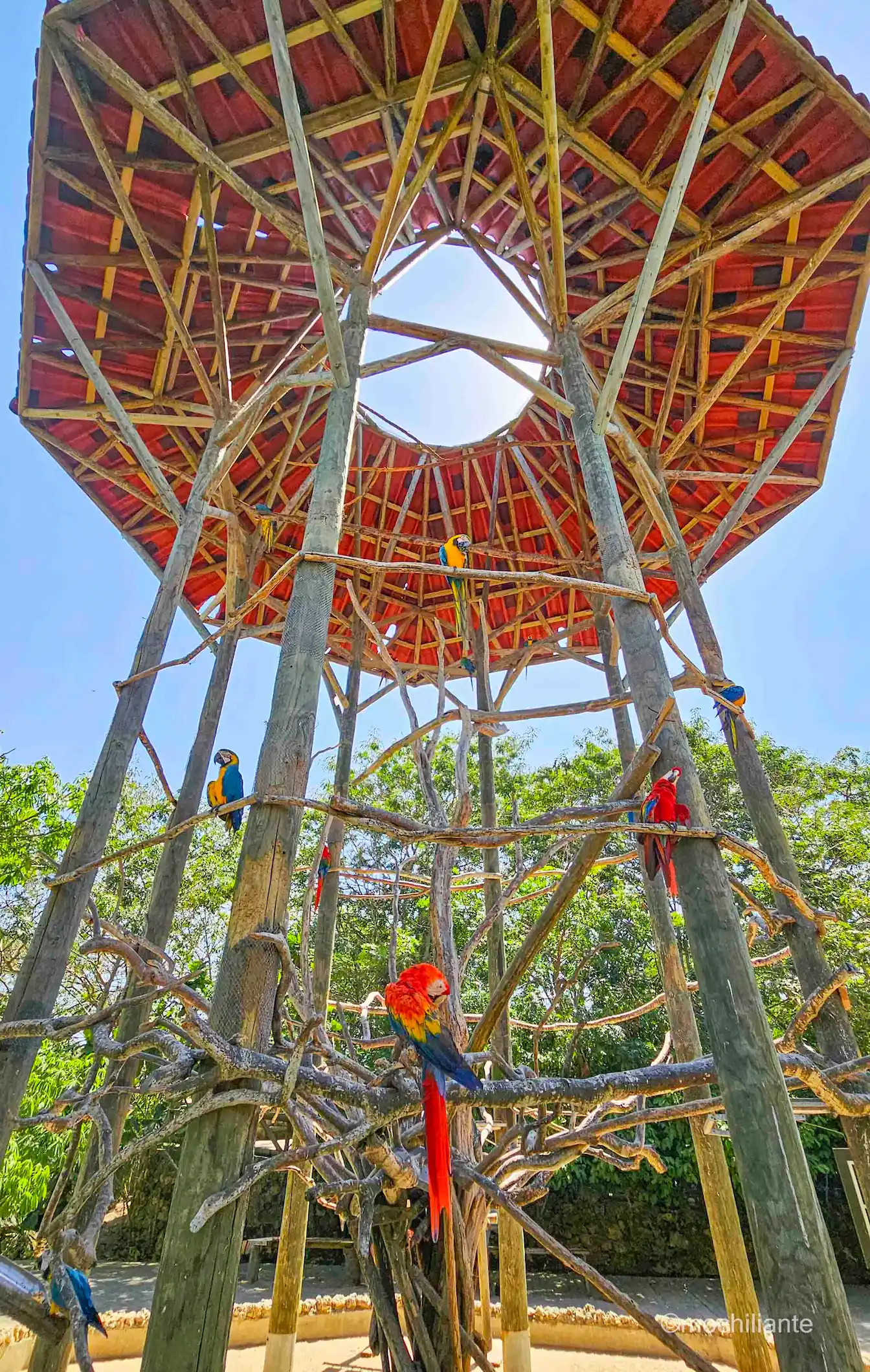 Aviario nacional Colombia