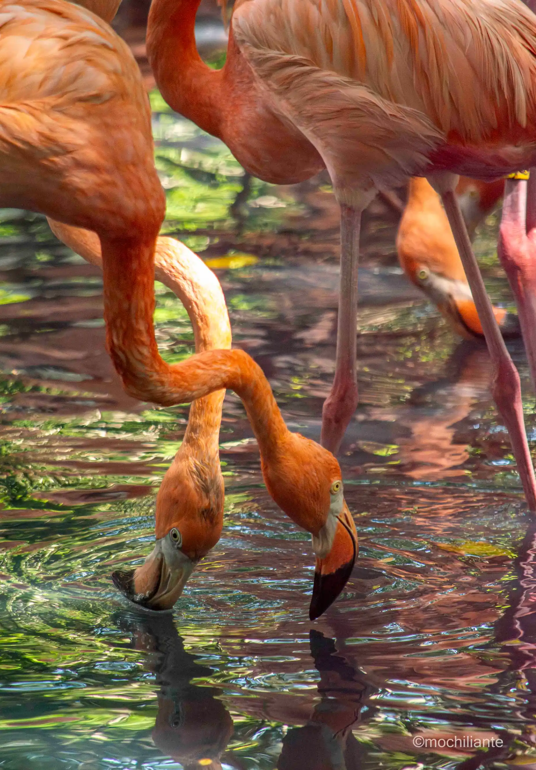 Aviario Nacional de Colombia