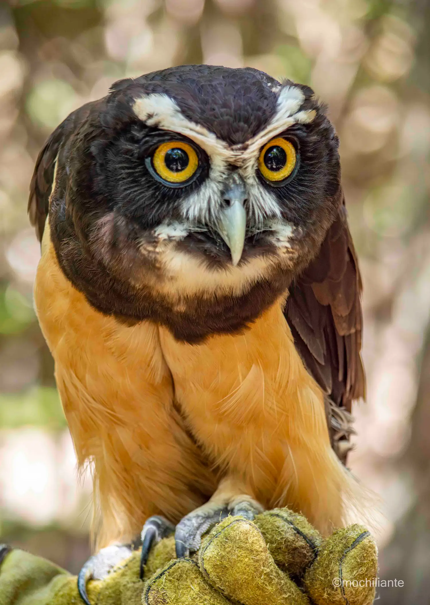 Búho de anteojos, Aviario nacional de Colombia