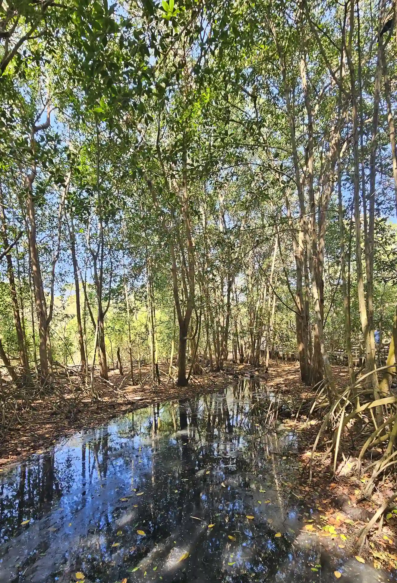 Naturaleza aviario nacional