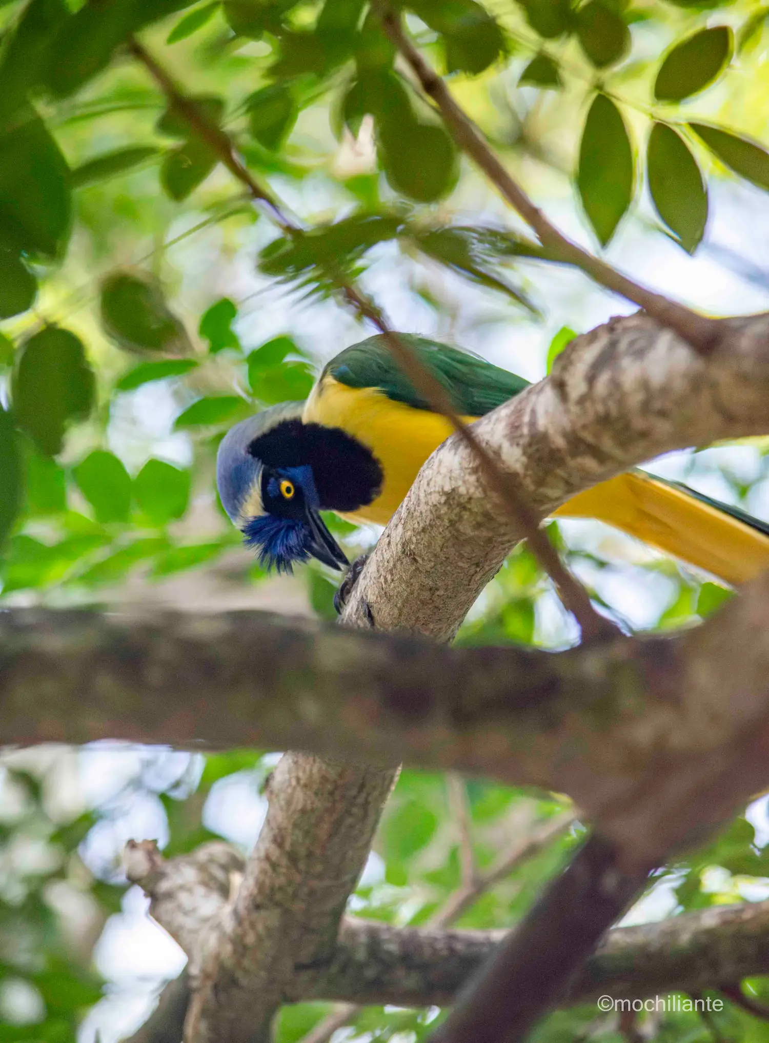 Chara verde Aviario Cartagena