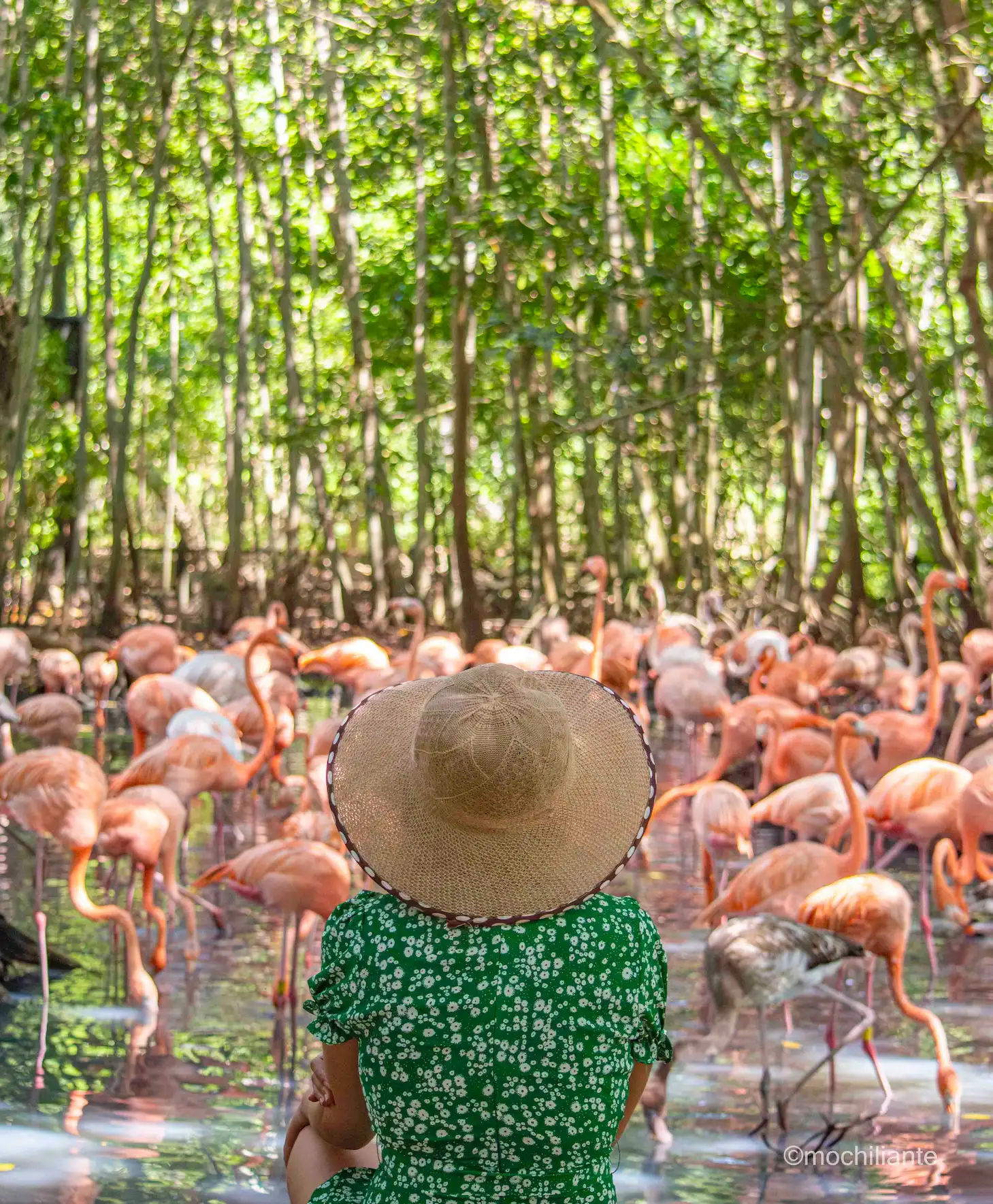 Como llegar al Aviario nacional de Colombia