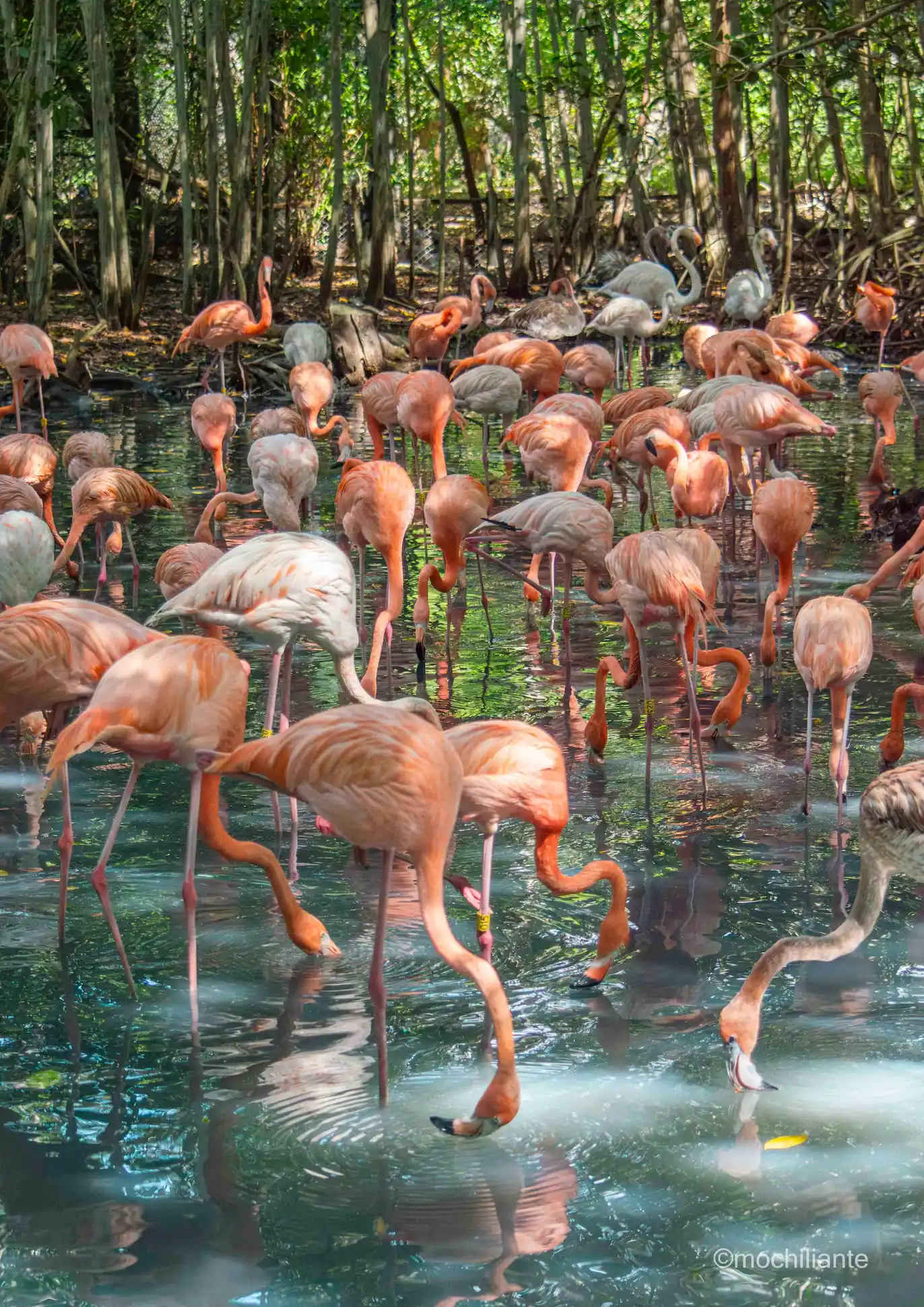 Flamencos rosados aviario Cartagena