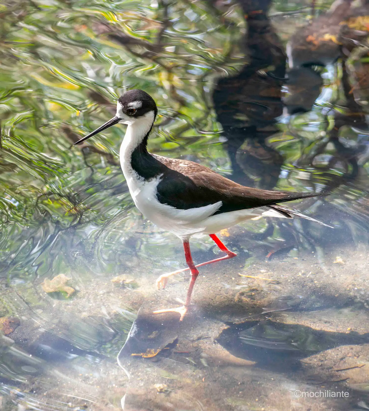 Ave acuatica aviario nacional