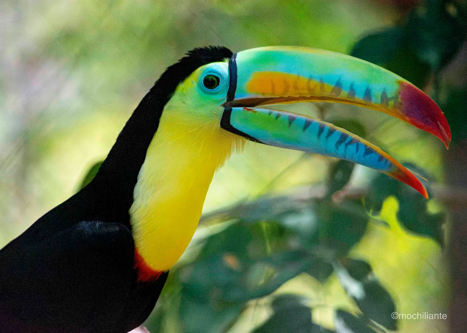 Tucanes aviario Cartagena