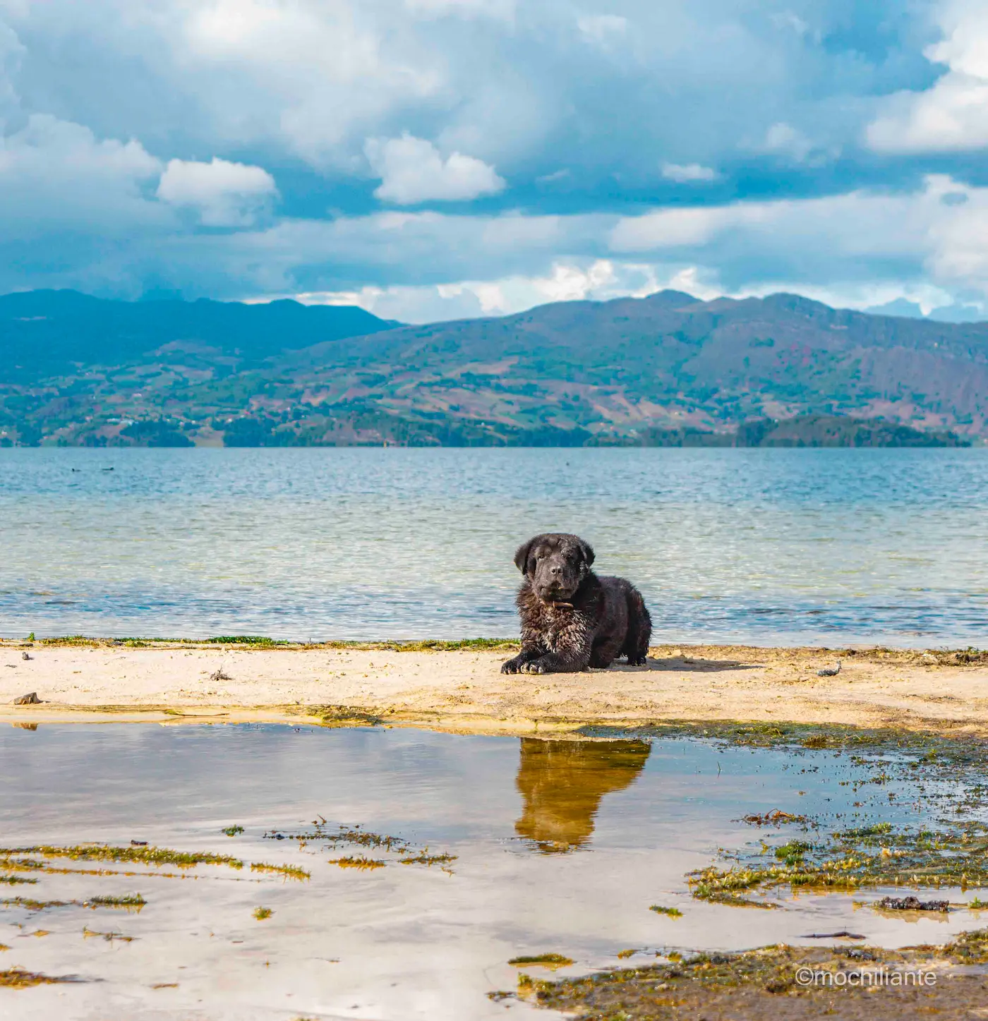 Perro en la Laguna de Tota