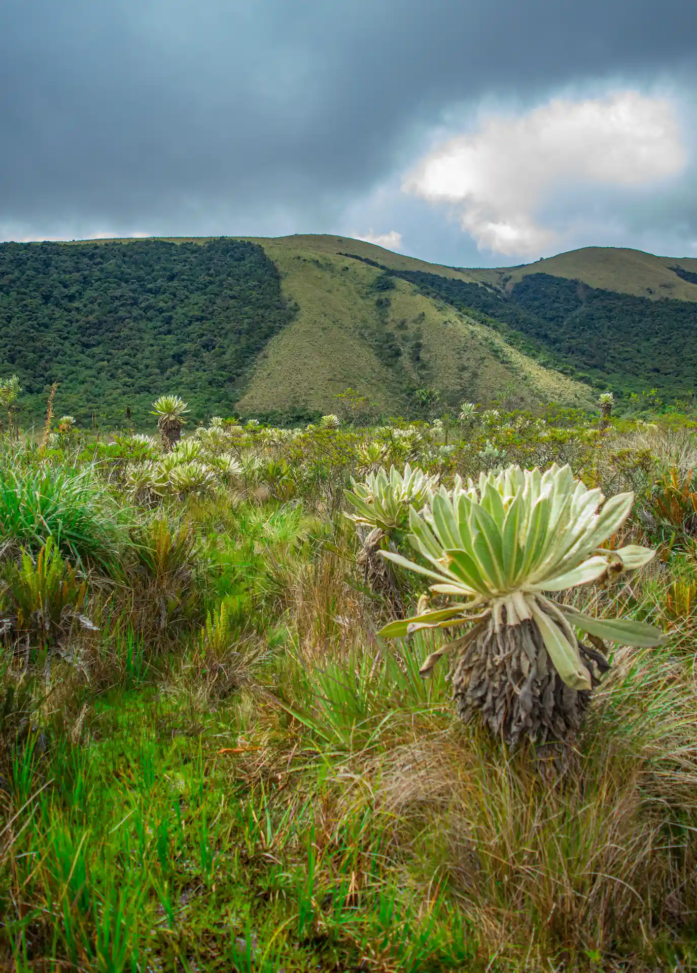 Paramo Mongui