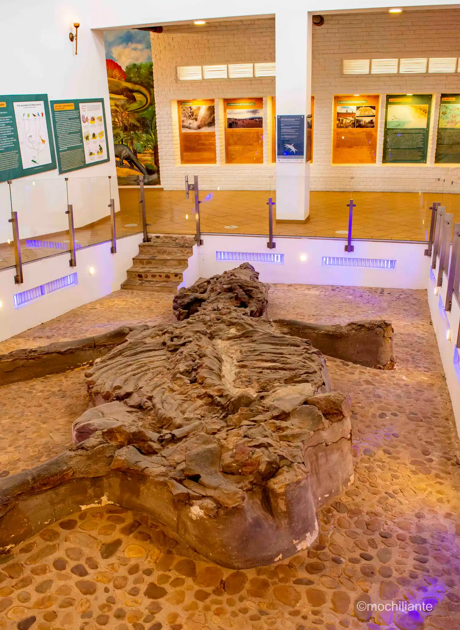 Museo El Fósil en Villa de Leyva: Ubicación, Horarios, Precios y Guía Completa