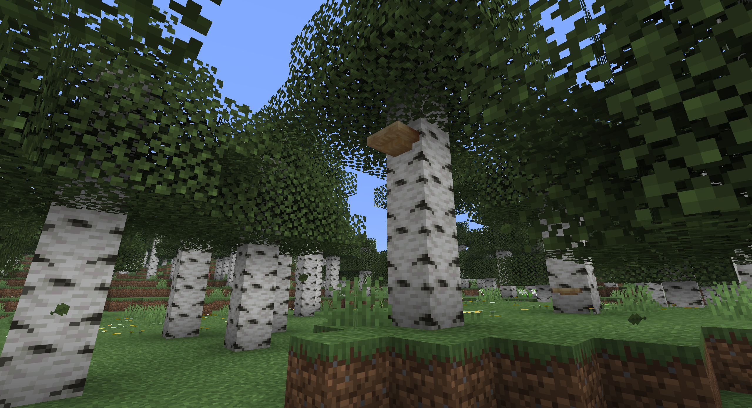 birch.png