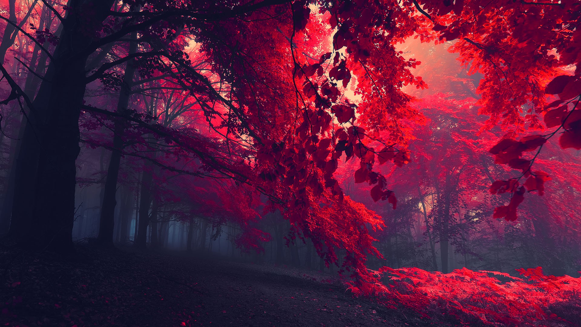 Mysterious red forest