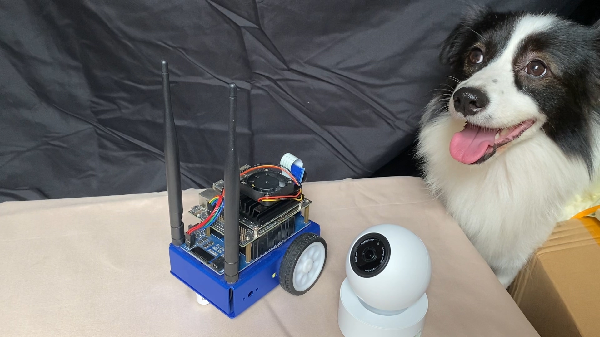 bot and dog