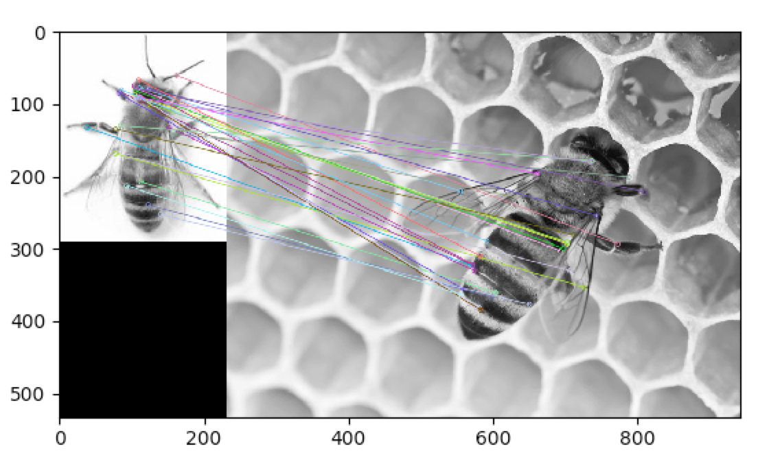 Bee compared to bee example